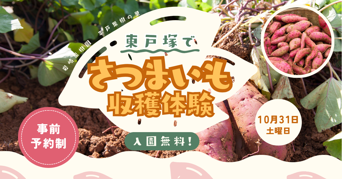 さつまいも収穫体験